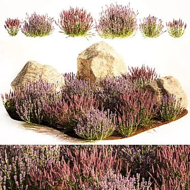 Lavender Bush Collection for Landscaping 3D model image 1 