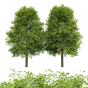 Eco-Friendly 2Trees Shingle Oak 3D model image 1 