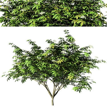 Sambucus