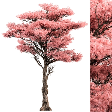 Pink Cedar Tree Set 150 3D model image 1 