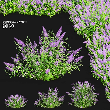 Buddleja davidii Bushes Collection 3D model image 1 