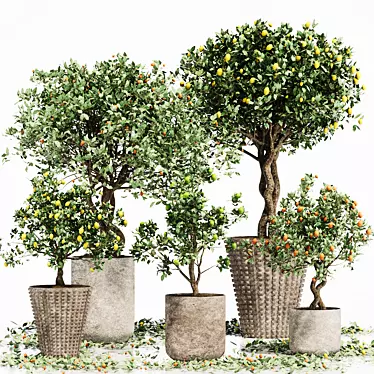 Tropical Indoor Citrus Tree Set 3D model image 1 