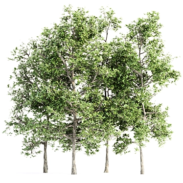 Arboreal Assortment 189 3D model image 1 