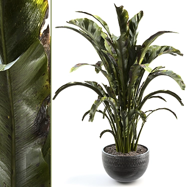 Tropical Banana Palm Houseplant 3D model image 1 