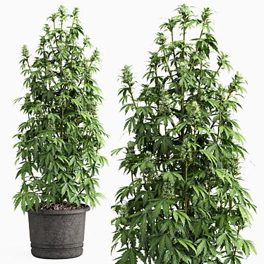 3dmax2018 OBJ Cannabis Sativa Plant 3D model image 1 