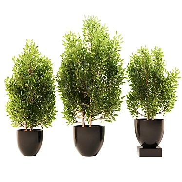 Spanish Stopper Shrub Set 3D 3D model image 1 
