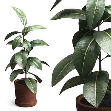 Rubber Plant Ficus Elastica 3D model image 1 