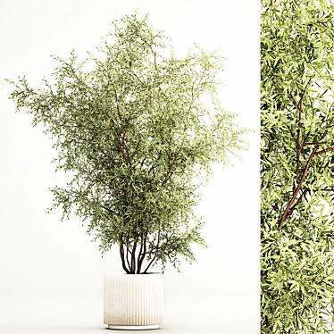 Beautiful interior olive tree in a modern vase Elaeagnus commutata.1222