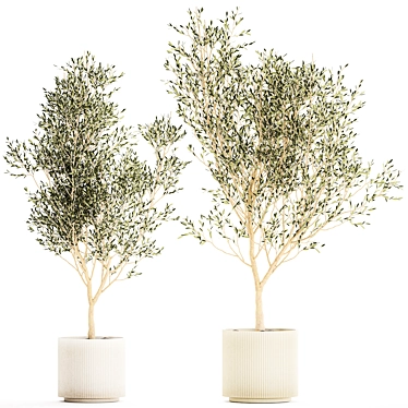 Modern White Pot Collection: Decorative Olive Trees 3D model image 1 