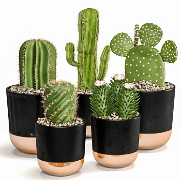 Succulent Trio Indoor Plant Set 3D model image 1 