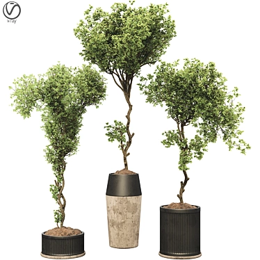 bonsai olive tree in pot 97 Vray