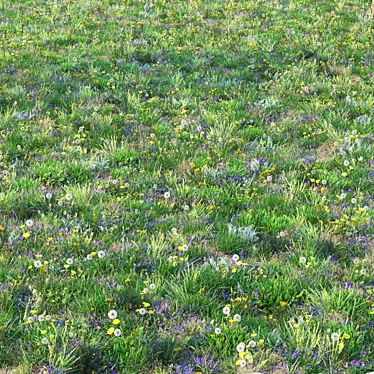 spring summer grass