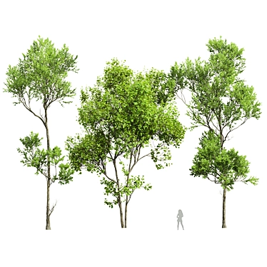 Spring Trees 3D Models Bundle 3D model image 1 