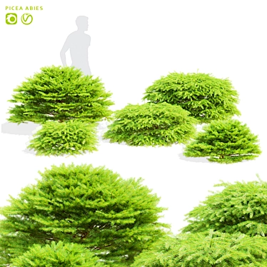 Picea Abies Tree Collection | 3D Models 3D model image 1 