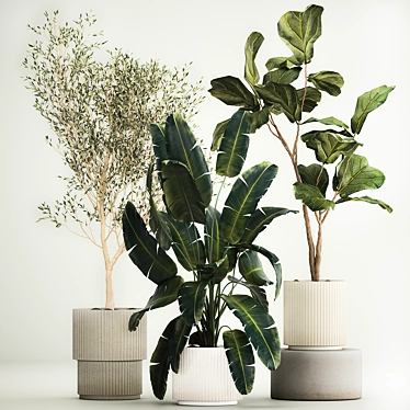 Beautiful plants Oliva in a white pot Strelitzia and Ficus Lyrata in a flowerpot. Plant collection 1262