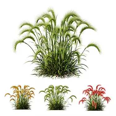 Foxtail Barley Ornamental Grass Bundle 3D model image 1 