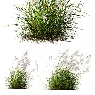 Ornamental Grass 3D Models Kit 3D model image 1 