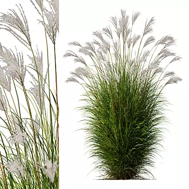 Elegant Miscanthus Grass 3D Model 3D model image 1 