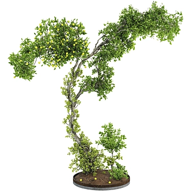 Bonsai Lemon Tree Collection 123 3D model image 1 