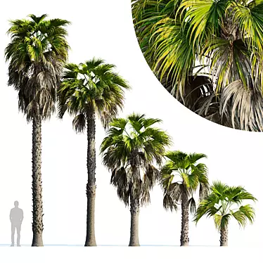 Robust Washingtonia Palm Set 3D model image 1 