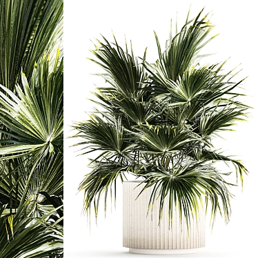 Beautiful interior small fan palm in a white Brachea flower pot. Plant collection 1274