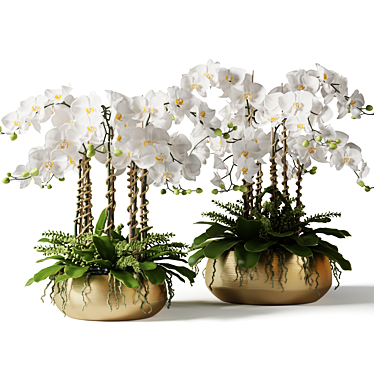 Brass Pot Orchid Duo 3D model image 1 