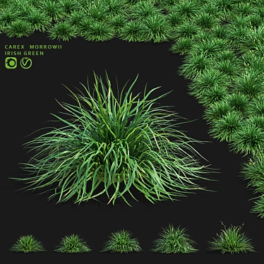 Carex Morrowii Irish Green Grass 3D model image 1 