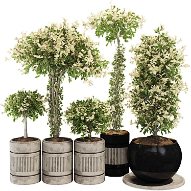 Exquisite Indoor Bonsai Collection 3D model image 1 