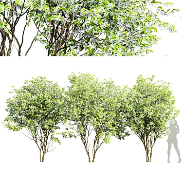 Versatile 3D Amelanchier Tree Pack 3D model image 1 