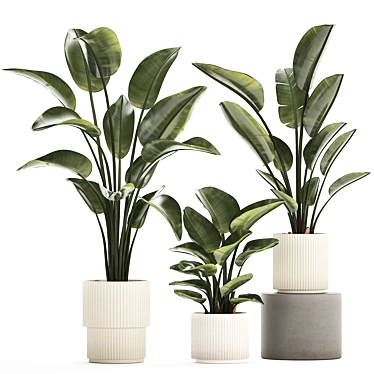 Beautiful exotic plants in pots strelitzia, ravenala, banana bush. Plant collection 1285