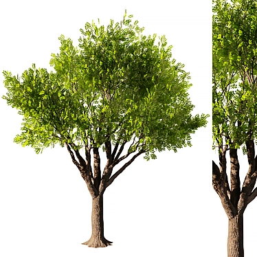 Exquisite Mahogany Tree Model 2016 3D model image 1 