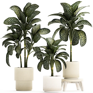 Tropical Dieffenbachia Plant in Concrete Pot 3D model image 1 