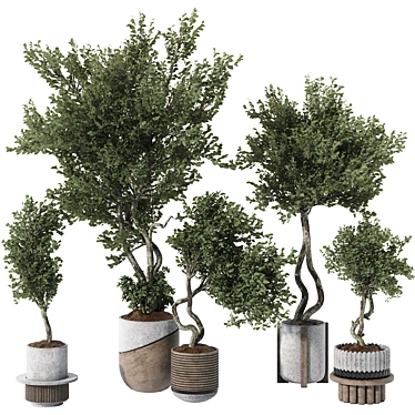 Indoor Bonsai Olive Tree | 3D Model 3D model image 1 