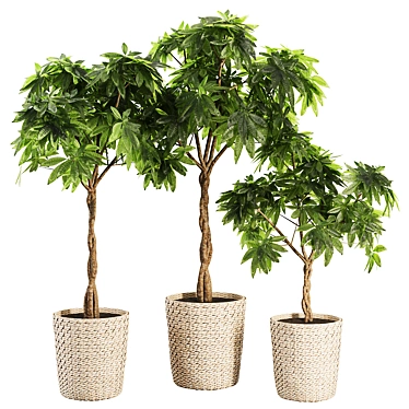 Charming Indoor Plant SetV24 3D model image 1 