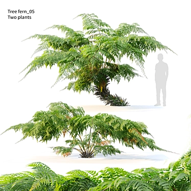 Twin Tree Fern Plants 3.5m 3D model image 1 