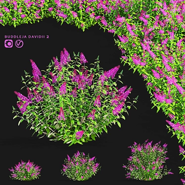 Blooming Buddleja davidii Bushes 3D model image 1 