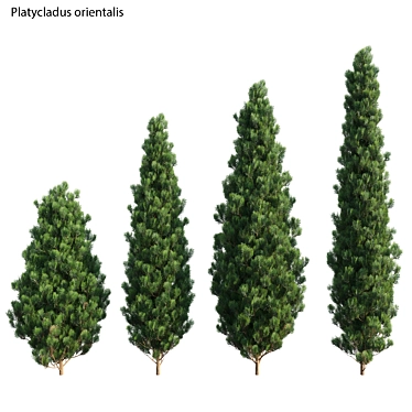 Premium 3D Plant Collection - Biota Orientalis 3D model image 1 