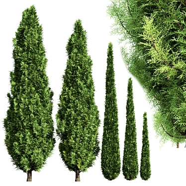 Variety of 3D Cypress Trees 3D model image 1 