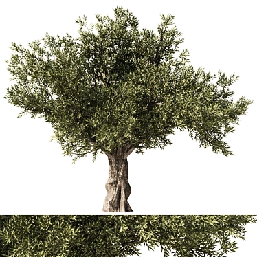 Eucalyptus Tree Set5 3D Model 3D model image 1 