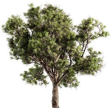 Evergreen Palatycladus Tree Collection 3D model image 1 