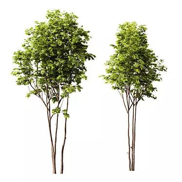 HQ Ash Maple Tree Models 3D model image 1 