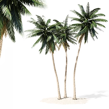 Coconut palm tree