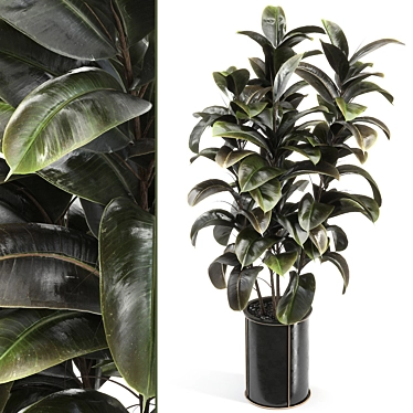 Rejuvenate Your Space with Rubber Tree 019 3D model image 1 