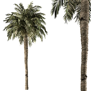 Royal Palm Trio Set 221 3D model image 1 