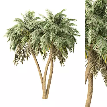 Tropical Palm Tree 3D Model 3D model image 1 