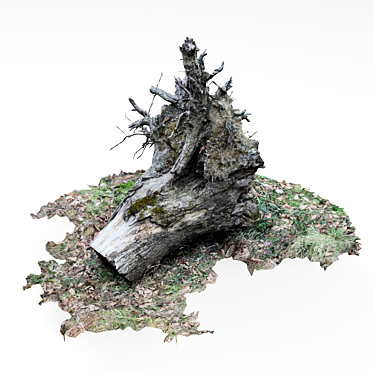 old stump