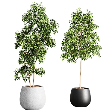 Modern Indoor Plants Set 012 3D model image 1 