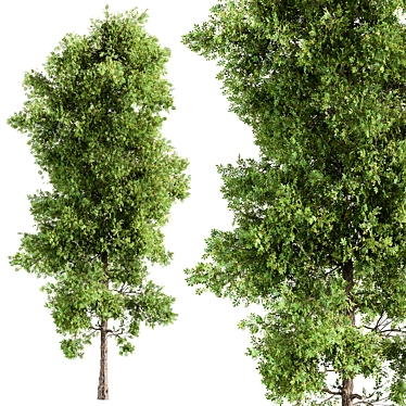 Cottonwood Tree Set 225 3D model image 1 