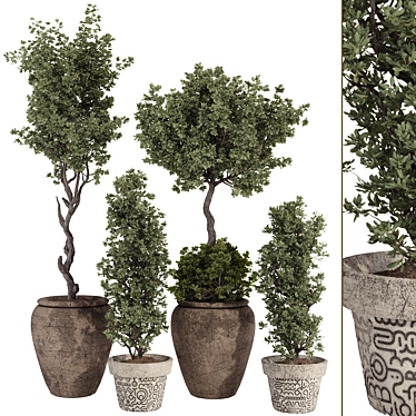 Bohemian Olive Bonsai Bush Pottery 3D model image 1 