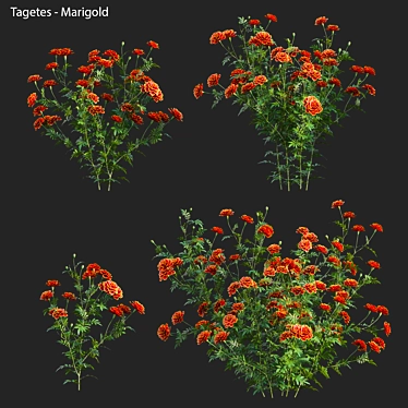 3D Marigold Plant Models - PBR Ready 3D model image 1 